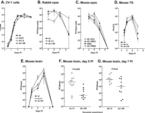 FIG. 4. Replication of dPFU ofLAT1.5 in tissue culture, eyes, TG, and brains. (A) Semiconﬂuent monolayers of CV-1 cells were infected with 0.01 dLAT1.5, dLAT1.5R, the LAT-null mutant dLAT2903, or wild-type (wt) McKrae