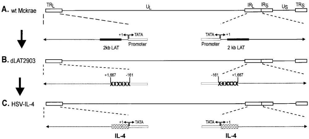 FIG. 1. Construction of the pHSV-IL-4 plasmid containing the mu-rine IL-4 gene under control of the LAT promoter