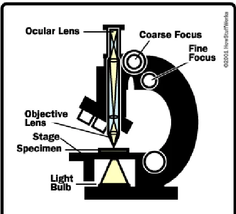 Figure 10 - Working Principle of Optical Microscope  
