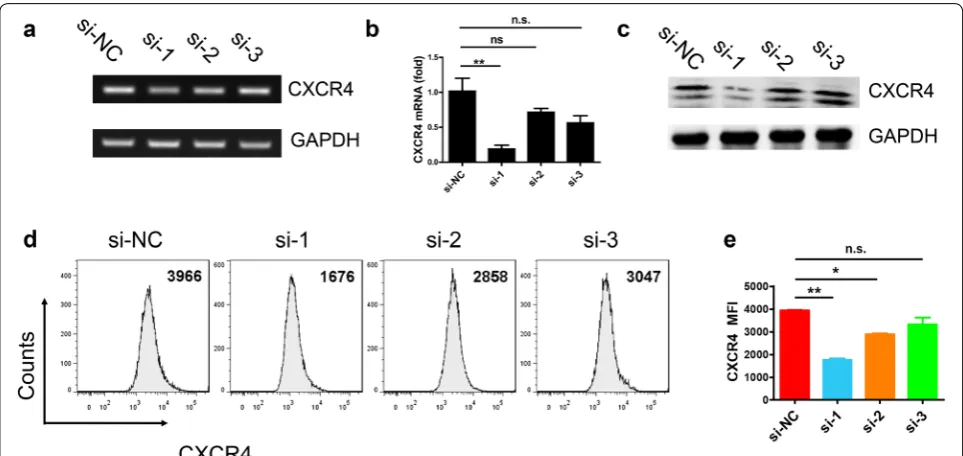 Fig. 4 The expression of IL-6, TNF-α, and IL-10 was detected in CXCR4 knockdown RAW264.7 cells after LPS stimulation