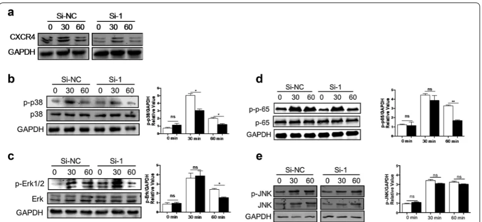 Fig. 5 The activation of the MAPK and NF-κB signaling pathways was detected in CXCR4 knockdown RAW264.7 cells
