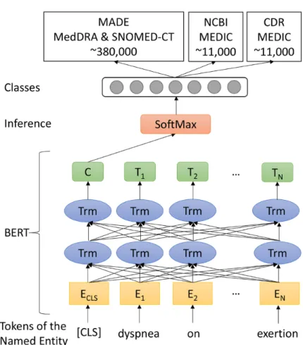 Figure 2.  Model architectures. An example of entity normalization is shown and the named entity “dyspnea on exertion” is normalized to the term
