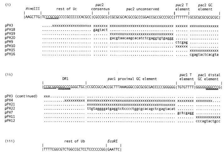 FIG. 2. Replication and packaging of plasmids pS1, pY1, pZ1, andpSA1 in a transient assay