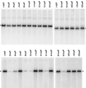 TABLE 1. Properties of the plasmids used in this study