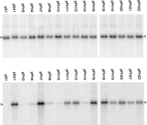 FIG. 5. Packaging assay with HSV-2 as superinfecting virus. The assay was performed as in Fig