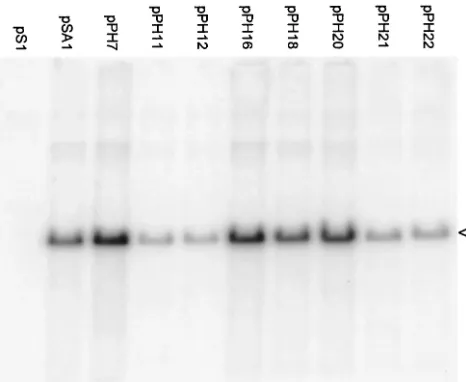 FIG. 6. Serial propagation of amplicons. Samples of cell-releasedvirus from BHK cell monolayers transfected with the indicated plas-
