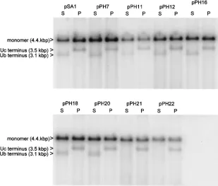 Fig. 4). Second, each of the mutants exhibited a similar phe-