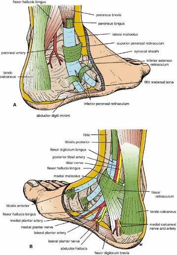 Figure 2 Structures around ankle