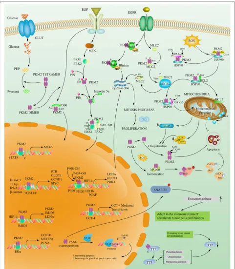 Fig. 6 PKM2 Interacting Protein. PKM2 can not only exert the activity of PK enzyme in the form of tetramer, but also can enter the nucleus as a transcription factor to mediate the transcription of other genes when convert to dimer, can also regulate each o
