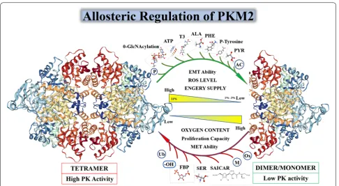 Fig. 2 Relationship between PKM2 enzyme activity and spatial conformation. The transition between PKM2 dimers and tetramers is allosterically regulated by endogenous and exogenous activators and inhibitors