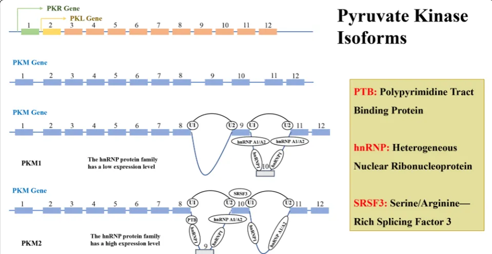 Fig. 4 The Splicing of PMK2. The genes encoding pyruvate kinase can be divided into two types: PKLR and PKM