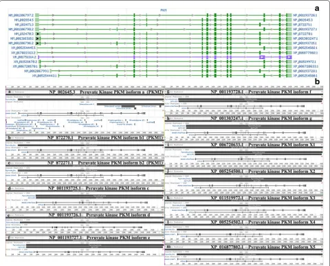 Fig. 5 Expression Patterns of The Transcript and The Protein Subtypes of PKM. a That there are 14 different subtype sequences in the PKM gene transcript, and there are some differences between them, among which the PKM1 (No