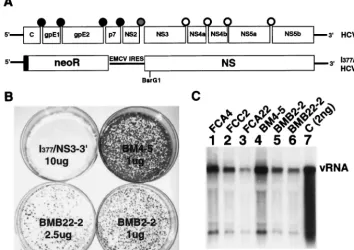 TABLE 1. Summary of nucleotide sequence analysis of cDNAs derived from replicons in Huh7 cell lines