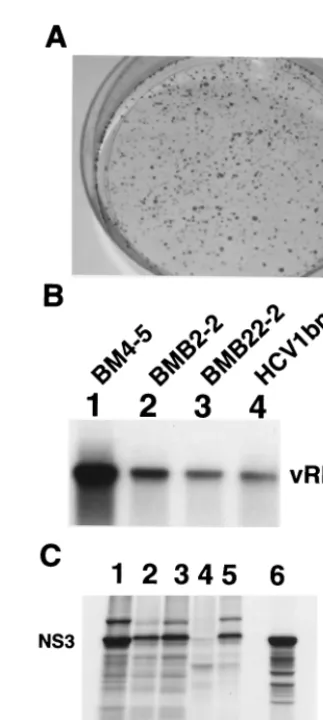 TABLE 2. Summary of RNA transfection experiments