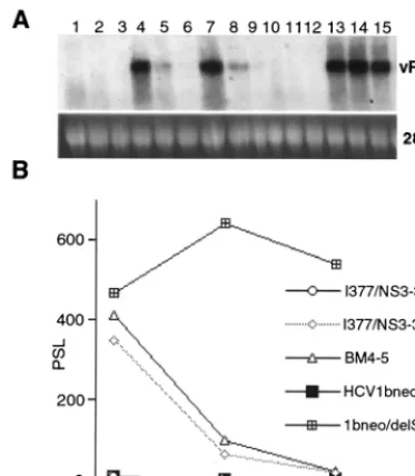 FIG. 4. Antiviral activity of IFN-�1 to 6) for 72 h were determined by Northern blot analysis with a plus strand-speciﬁc RNA probe