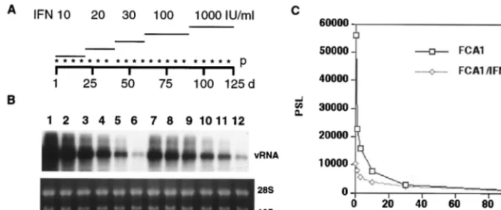 FIG. 6. Long-term treatment of FCA1 cells with IFN-�doses of IFN-for 72 h (lanes 1 to 6 and 7 to 12, respectively)
