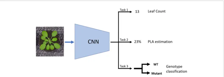 FIGURE 1 | Schematic of the multitask learning (MTL) model: The model takes in an image as input and it uses a CNN to learn three tasks concurrently: Leaf count outputted as a scalar (Task 1); projected leaf area (PLA) estimation as a percentage of area th