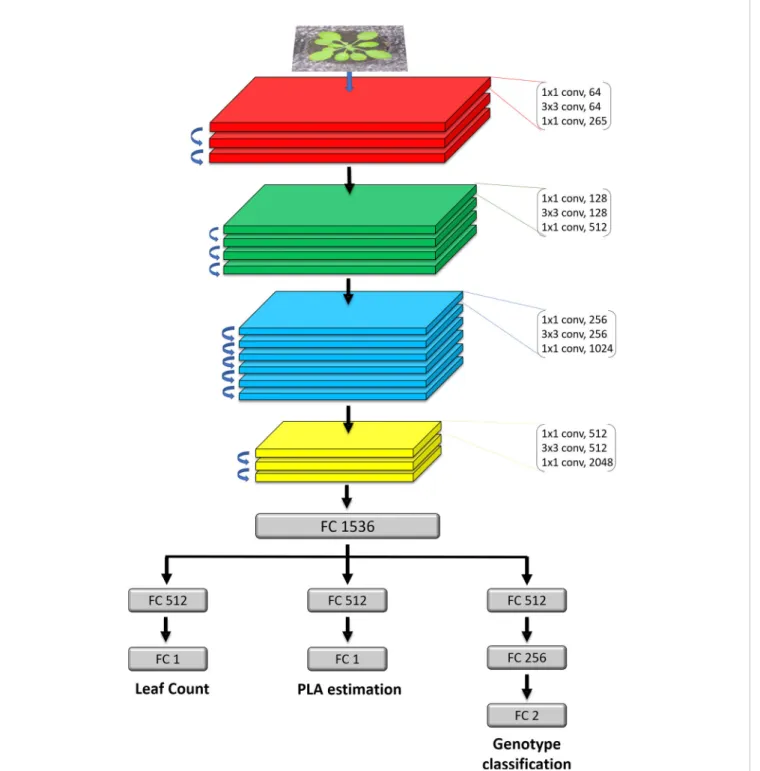 FIGURE 2 | Detailed architecture of the model. The network takes in as input an RGB image of a rosette plant
