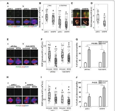 Fig. 5 HSP70 facilitates PLK1 accumulation at the spindle pole and ameliorates PLK1 interference‑induced spindle abnormalities