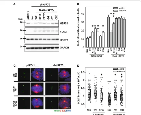 Fig. 6 HSPA1A chaperone activity is required for PCNT accumulation at the mitotic centrosome and assembly of mitotic spindles