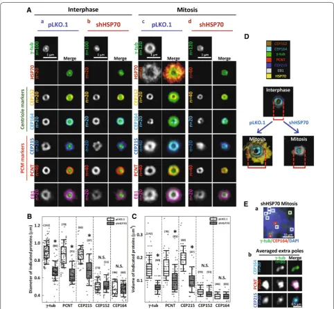 Fig. 3 HSP70 is required for the 3D assembly of CEP215, PCNT and γ‑tubulin at the mitotic centrosome