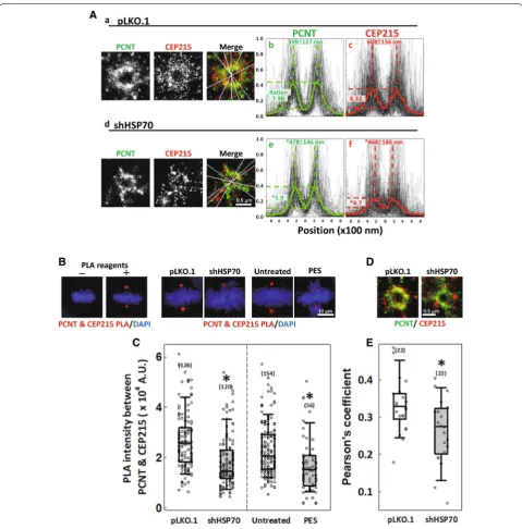 Fig. 4 HSP70 is required for the interaction between PCNT and CEP215. A GSD images of PCNT (green) and CEP215 (red) in control (a) and HSP70‑depleted (d) mitotic cells