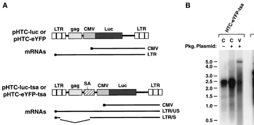 TABLE 2. Transduction efﬁciencies of various HTLV-1transfer vectors