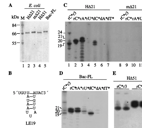 FIG. 1. HCV NS5B has TNTase activity. (A) SDS-PAGE proﬁle ofdifferent RdRps used in this study