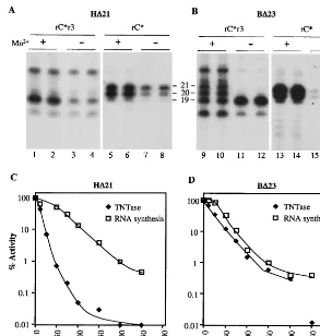 FIG. 4. Effect of Mn2The layout of the ﬁgure is identical to that in panel A. (C) Effects of increasing KCl concentration on RNA synthesis and TNTase activity of H(D) Effects of increasing KCl concentration on RNA synthesis and TNTase activity of Band RNA 