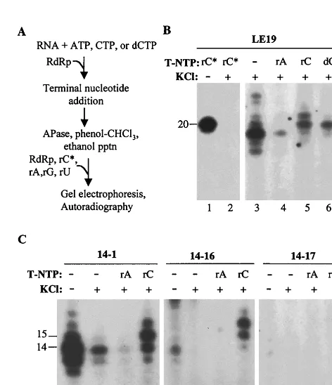 FIG. 5. TNTase activity does not require the initiation nucleotide.(A) RNA synthesis (lanes 1 and 2) and TNTase (lanes 3 to 12) assays