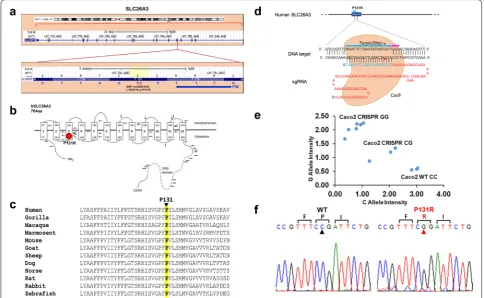 Fig. 1 Construction and expression of P131R‑SLC26A3 genetic variant on Caco‑2 cells. transfected Caco‑2 cells were selected with puromycin