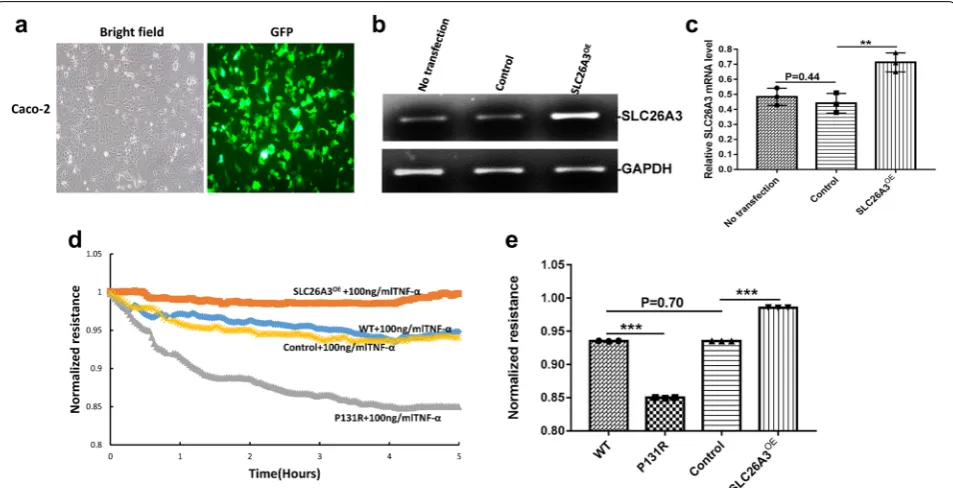 Fig. 2 P131R‑SLC26A3 weakens the epithelial barrier and augments TNF‑α‑induced damage