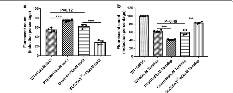 Fig. 3 P131R‑SLC26A3 is involved in the intestinal barrier dysfunction induced by osmotic stress and the  [Clfluorescence value (485/535 nm excitation/emission) compared with WT Caco‑2 cells (P fluorescence values between WT and control cells (N Caco‑2 cel