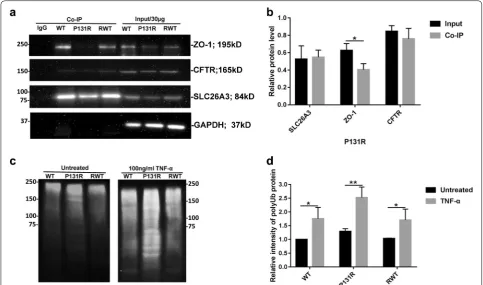 Fig. 5 Identification of SLC26A3 as a CFTR and ZO‑1 binding partner and effects on their interaction