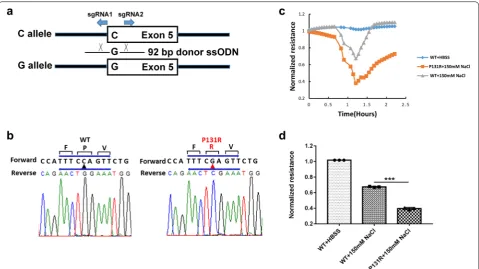 Fig. 6 Construction and function of Slc26a3 P131R genetic variant on murine colonic epithelial (CMT‑93) cells
