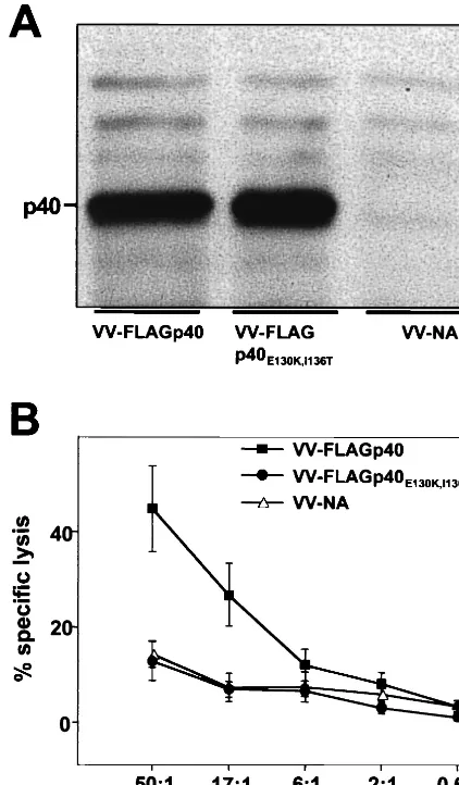 TABLE 2. Vaccinia virus-mediated expression of BDVp40E130K,I136T does not induce CNS inﬂammation anddisease in persistently infected B10.BR mice