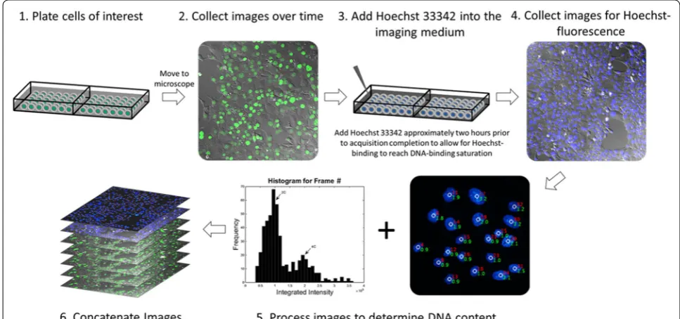 Fig. 1 Procedural schematic for measuring DNA content in live cells. Cells of interest are plated in coverglass-bottom chambered slides and are later transferred to an inverted microscope for the collection of time-lapse images