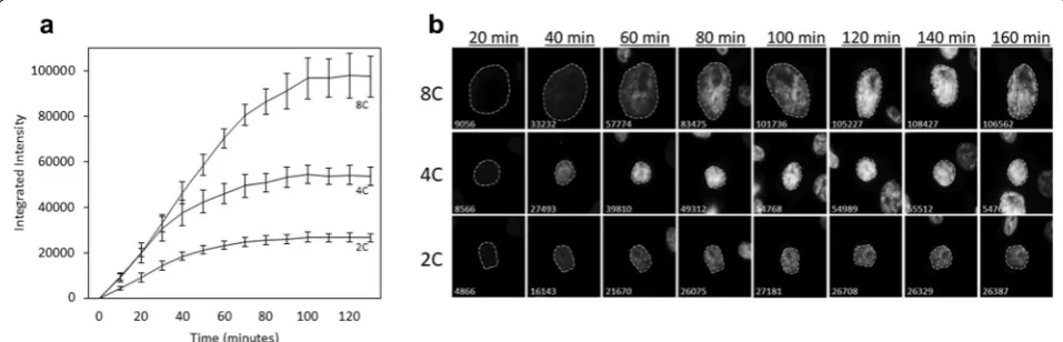 Fig. 2 Determining the length of supravital dye saturation. Asynchronous cells were plated onto 8-well chambered slides and allowed 24 h fluorescent intensity of cells with approximately 2C, 4C, and 8C DNA content are graphed over time, with error bars rep
