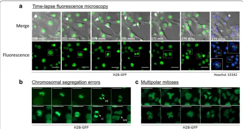 Fig. 4 Polyploid cells occasionally experience error prone mitoses. H2B-GFP labeled cells were imaged over a 20-h time course with 3-min intervals between acquisitions