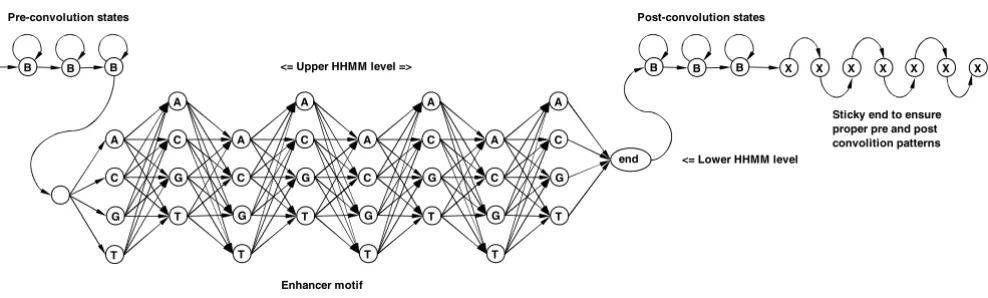 Figure 12In our HHMM motif model B denotes background state – equiprobable emission of A, C, G, TIn our HHMM motif model B denotes background state – equiprobable emission of A, C, G, T
