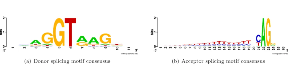 Figure 1Consensus motifs for donor and acceptor SSsConsensus motifs for donor and acceptor SSs