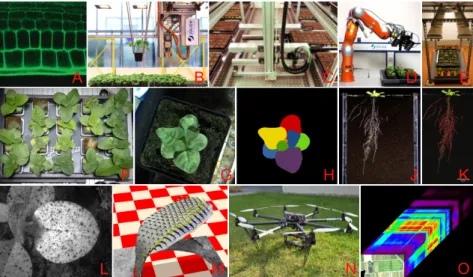 Figure 2.3: Example plant phenotyping setups and images. At the smallest scale, microscopy can image cells (A)