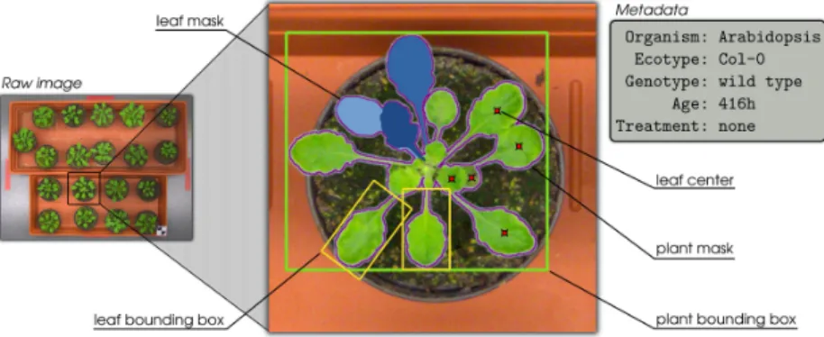 Figure 3.1: Pictorial example of metadata and annotations superimposed on an image of Arabidopsis.