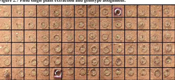 Figure 2.7 Field single plant extraction and genotype assignment. 