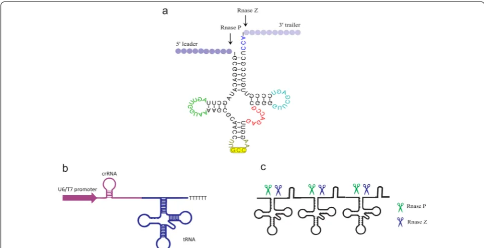 Fig. 4 Schematic representation of the Cpf1‑gRNA/tRNA expression structure. a Secondary cloverleaf structure of the eukaryotic pre‑tRNA