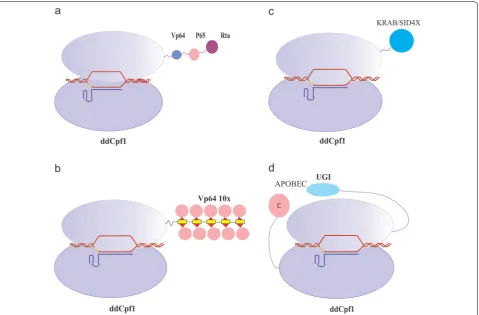 Fig. 5 Base editing and control of gene expression by CRISPR‑ddCpf1 systems. a CRISPR activation (CRISPRa) for gene expression