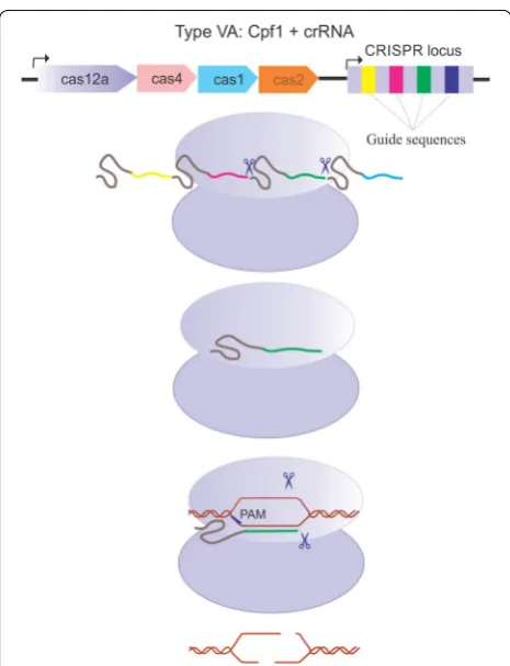 Fig. 2 Assembling and activation of CRISPR Cpf1–crRNA complex. Cpf1 (purple) recognizes a pseudoknot that formed by the repeat‑derived segment of the pre‑crRNA (gray)