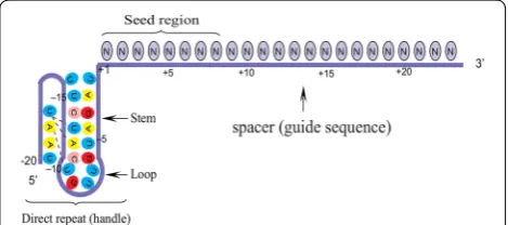 Fig. 3 Schematic representation of a mature Cpf1 crRNA. Both the spacer segments and the repeat are derived from the maturation of pre‑crRNA