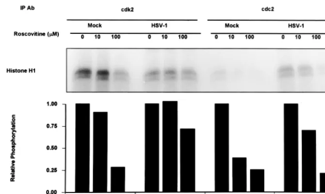 FIG. 6. Autoradiograms of histone H1 phosphorylated by in vitro kinase assays using immunoprecipitated cdk2 or cdc2 from HSV-1- ormock-infected cells