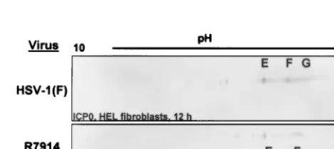 FIG. 7. Immunoblots of ICP0 in two-dimensionally separated ly-sates of HSV-1- or R325-infected HEL ﬁbroblasts